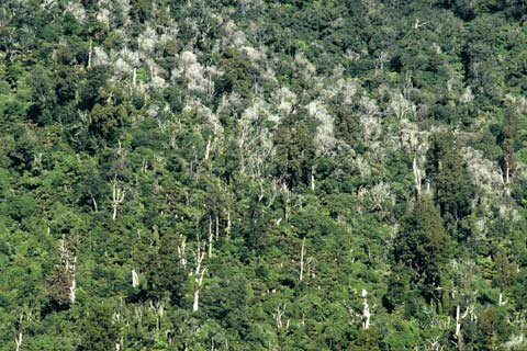 WATCH THE VIDEO - Every night possums eat an estimated 1000 tonnes of native New Zealand bush...over 50000 tonnes of new growth a year!