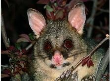 Possums can live anywhere that has shelter and a varied food supply. They can be found all across New Zealand, with the exception only of the high rainfall, mountainous terrain of Fiordland. Forests are the major habitat, especially hardwood mixed forests, where possum densities are particularly high. Forest/pasture margins are also known to support very dense populations. While possums feed mainly on leaves, they are also known to take: buds and flowers fruits ferns bark fungi invertebrates native birds and eggs land snails carrion