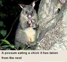 Possums kills millions of native New Zealand birtds every year; eating the eggs and slaughtering the chicks.